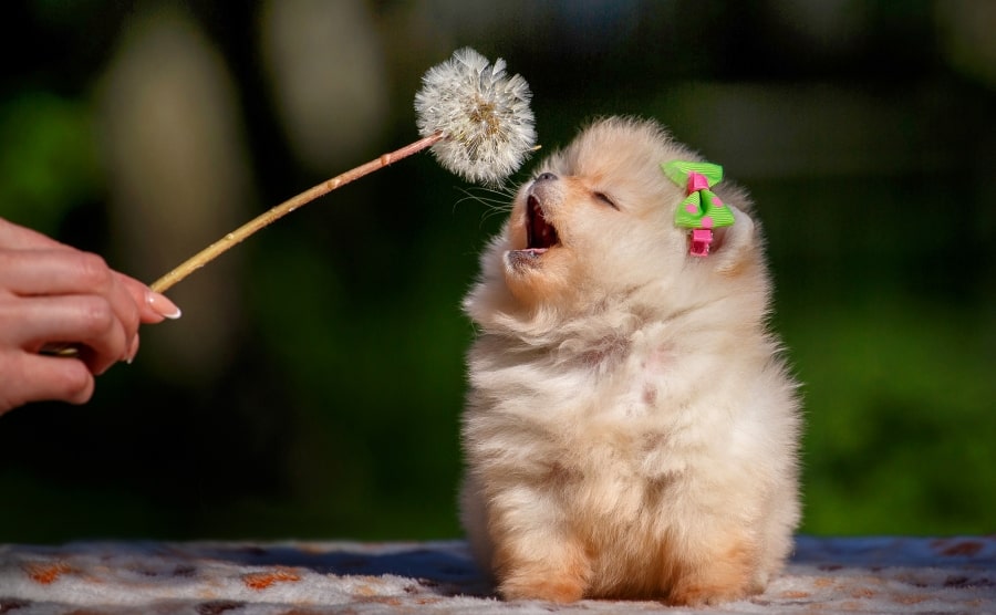 Pomeranian puppy sniffing flower