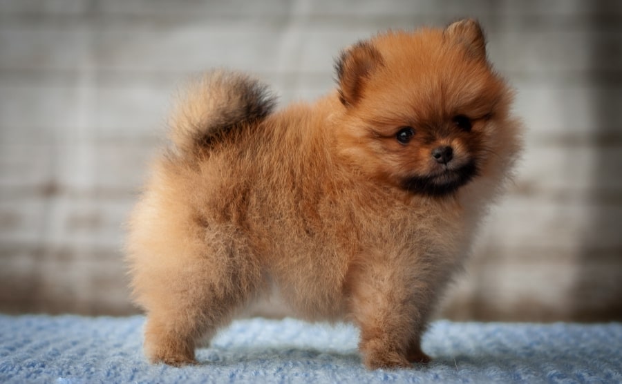Pomeranian puppy standing