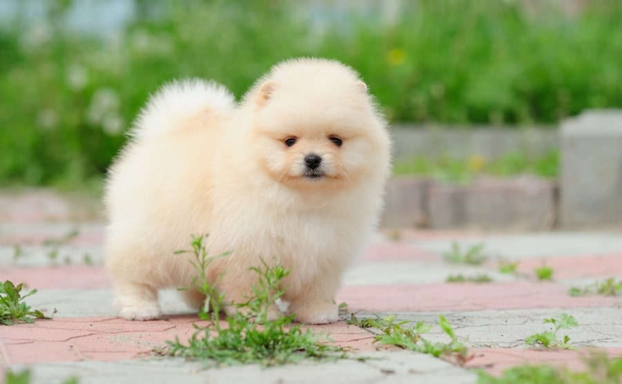Pomeranian puppy walking