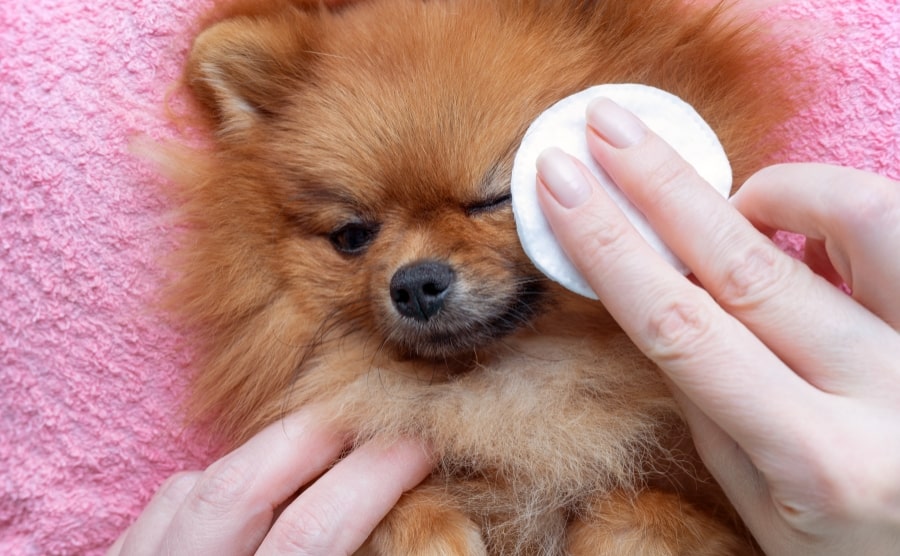 Tear stain remover for Pomeranian