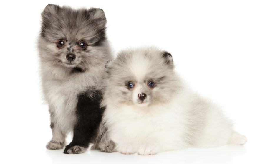 Two marble colored Pomeranian puppies