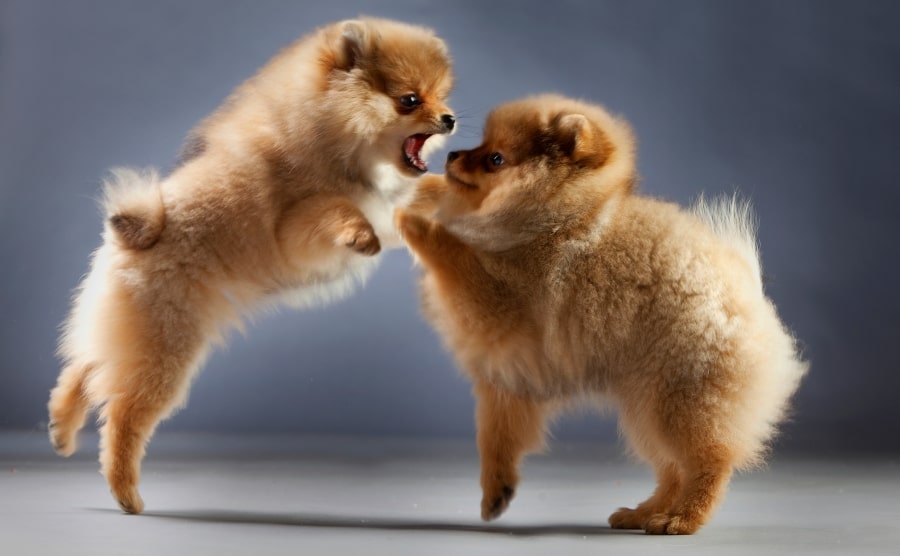 Two Pomeranians fighting