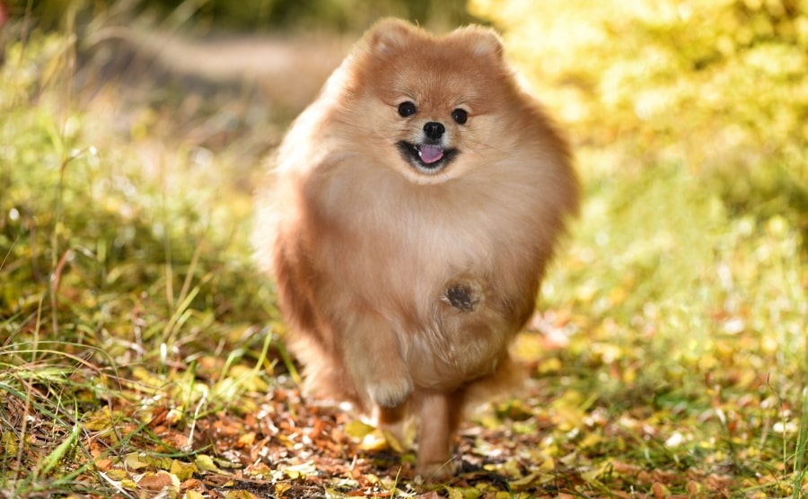 Pomeranian running forward
