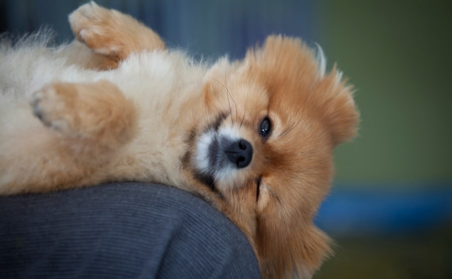 Pomeranian winking
