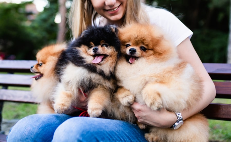 Three Pomeranians being held