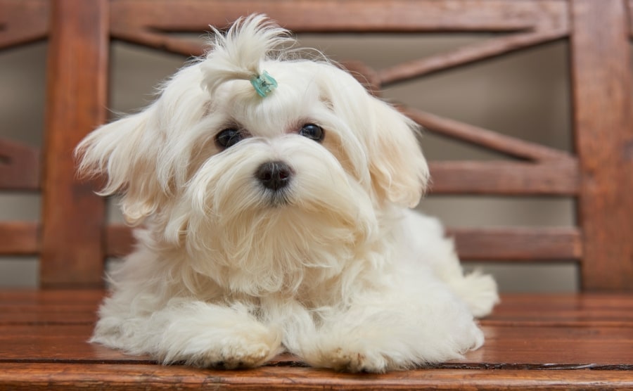 Maltese dog