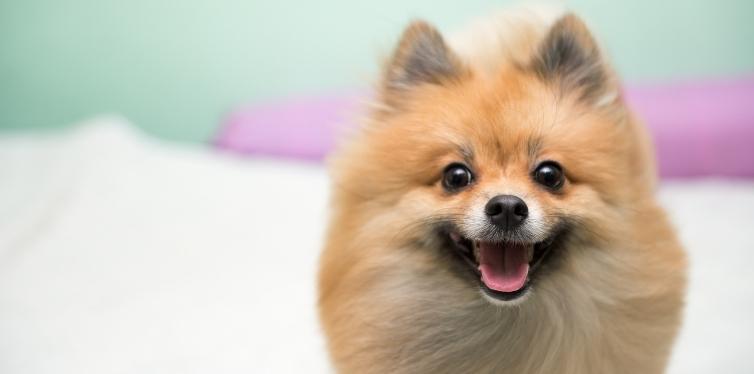 Pomeranian breathing heavily