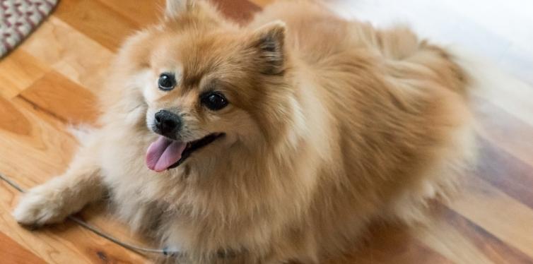 Pomeranian looking up smiling