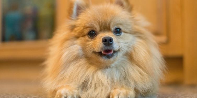 Pomeranian on the floor