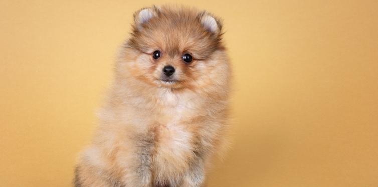 Pomeranian puppy