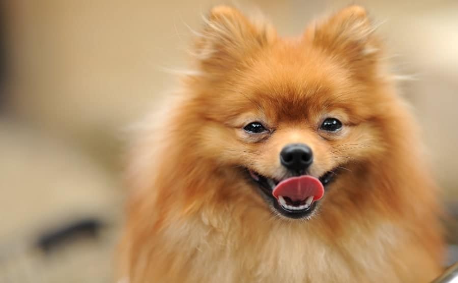 Pomeranian smiling and breathing