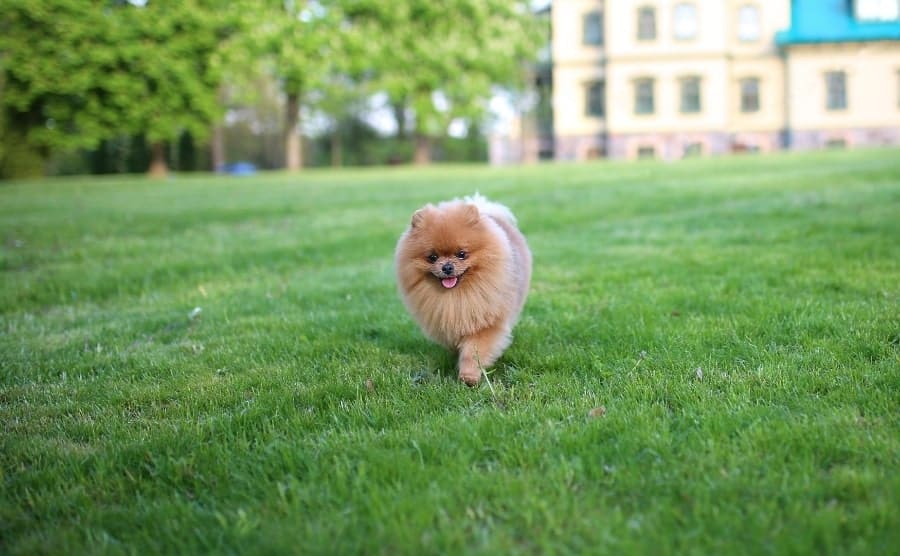 Pomeranian walking in grass lawn