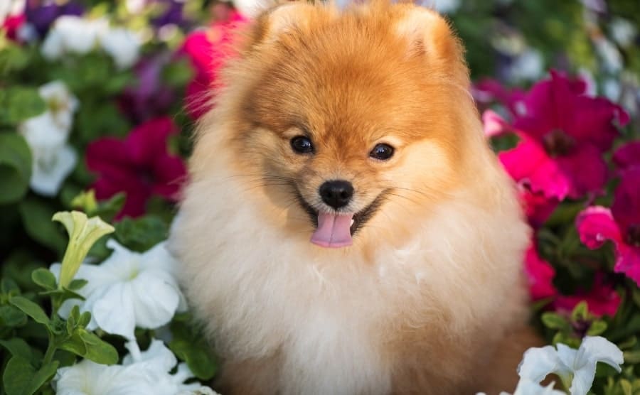 Smiling Pomeranian outdoors