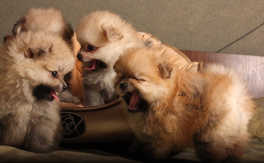 Different types of Pomeranian puppies