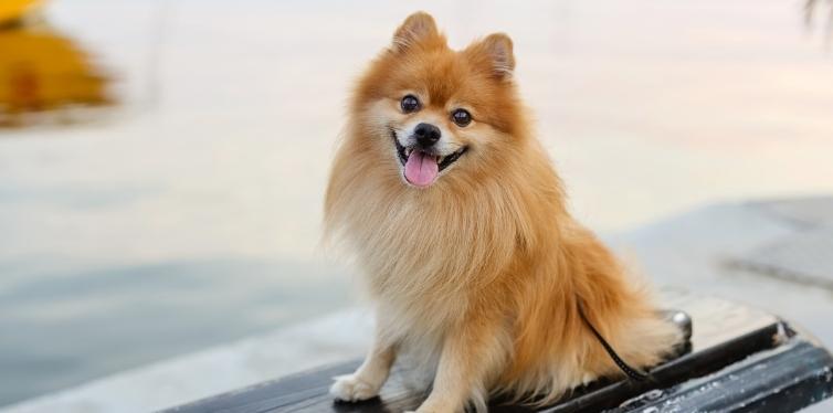 Pomeranian sitting on a dock