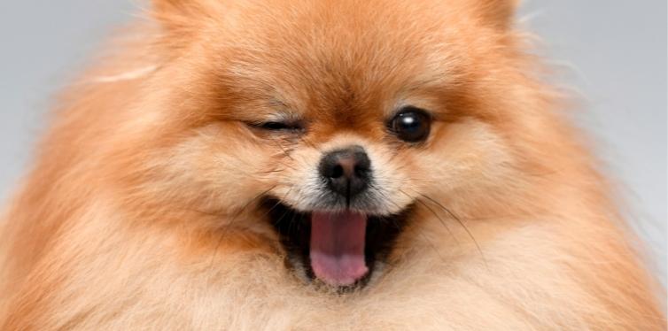 Pomeranian winking