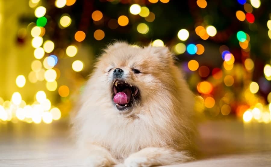 Pomeranian yawning near tree