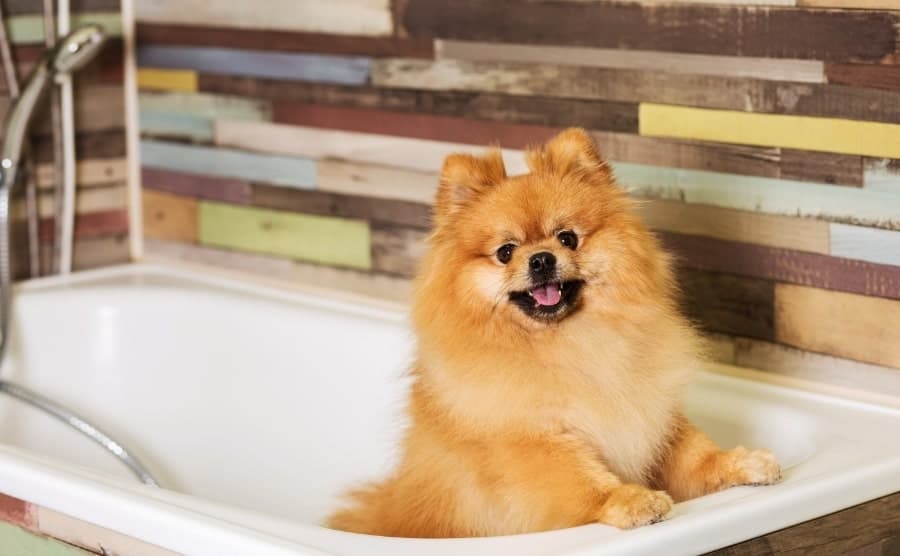 Pomeranian in bathtub