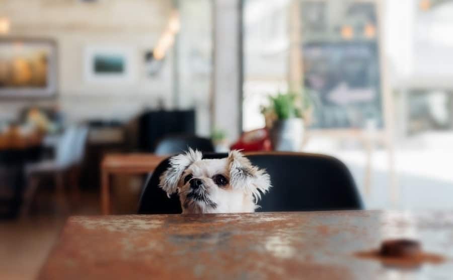 Pomeranian sitting at table