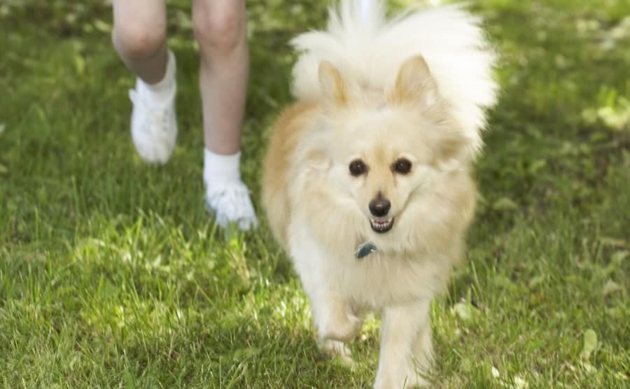 Throwback Pomeranian walking