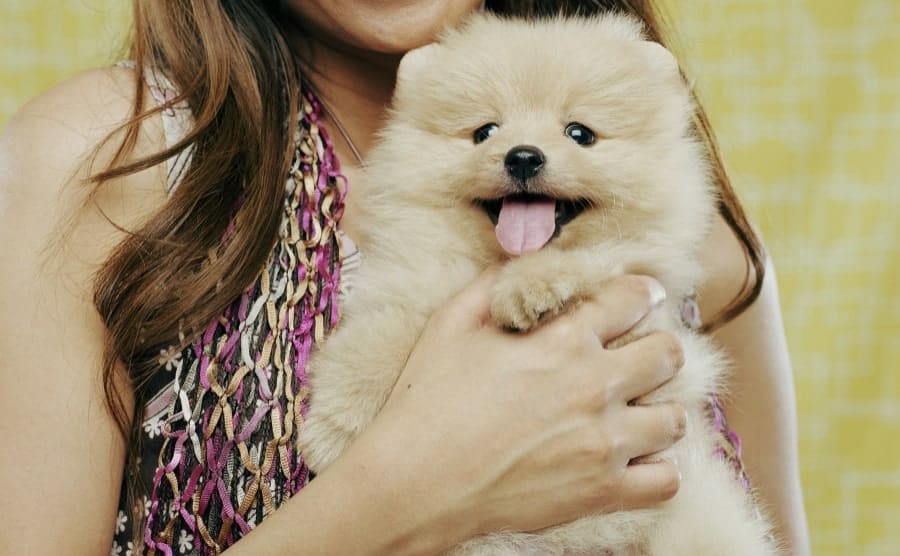 Pomeranian being held