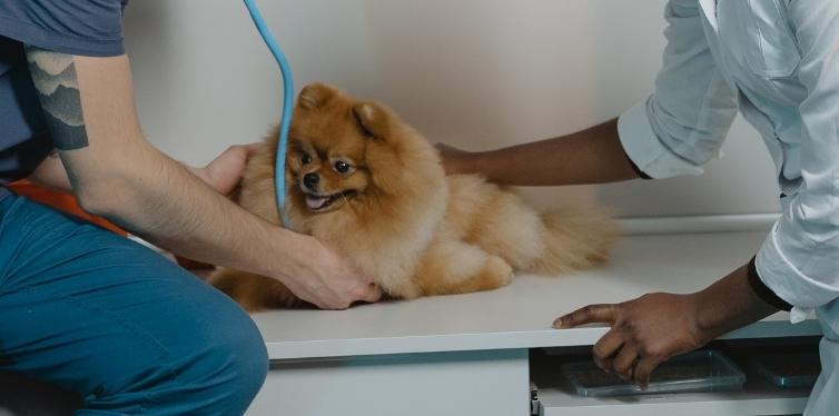 Pomeranian getting a vet checkup