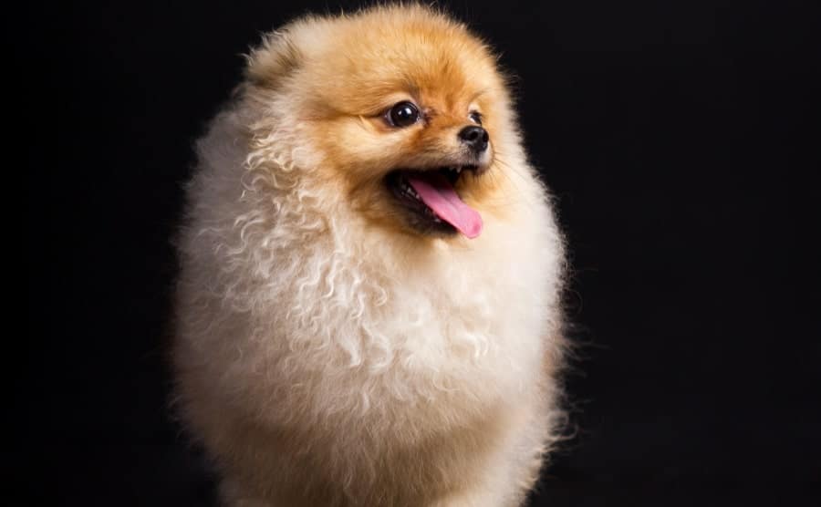 Pomeranian with black background