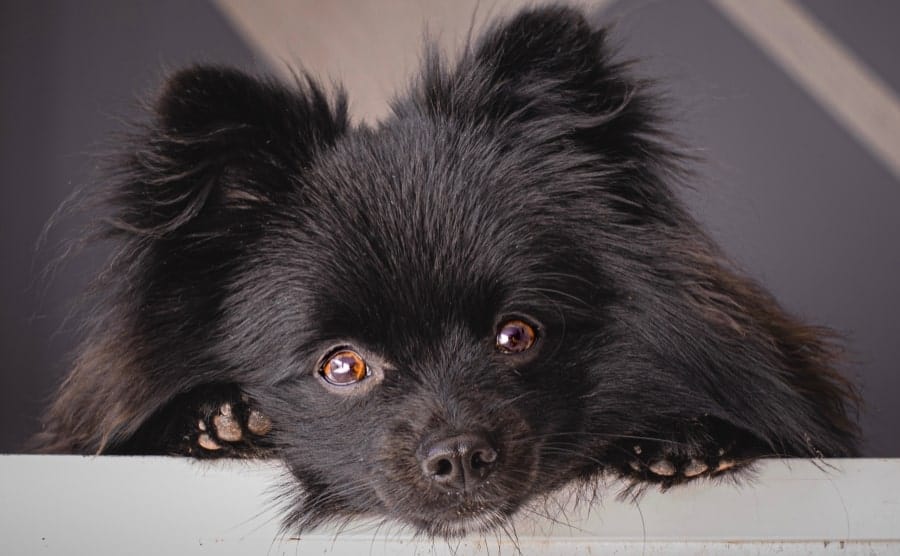 Black Pomeranian on couch