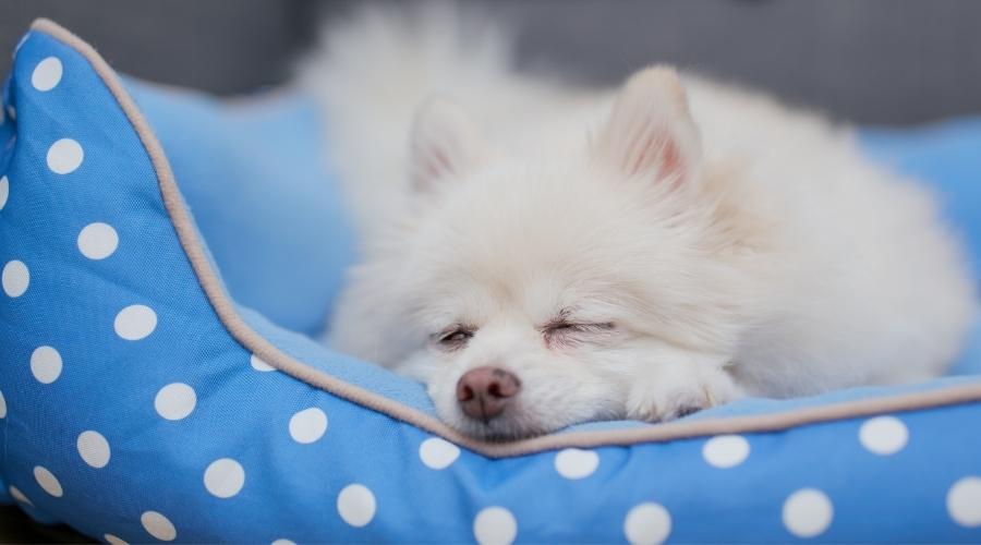 Pomeranian breathing heavy while sleeping