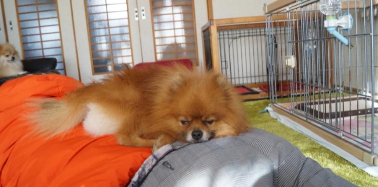 Pomeranian sleeping on a bed