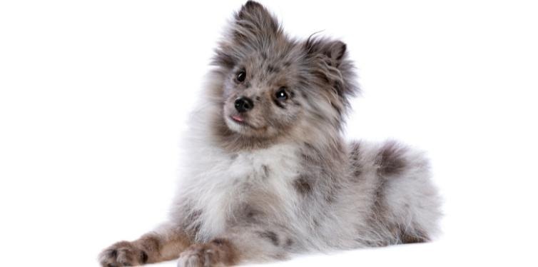 Blue merle Pomeranian