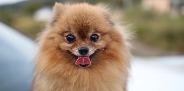 Caramel Pomeranian smiling