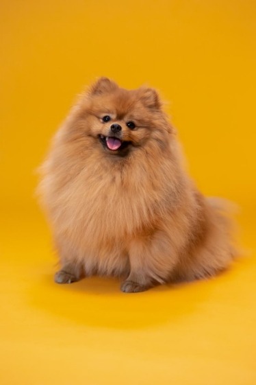 Caramel Pomeranian with yellow background