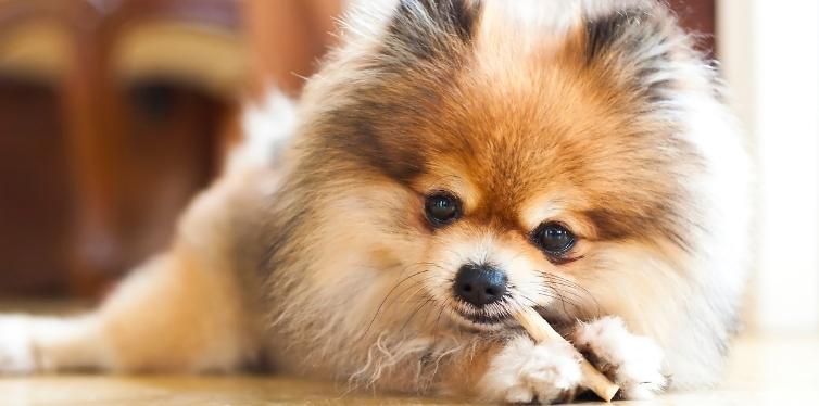 Pomeranian eating chew stick