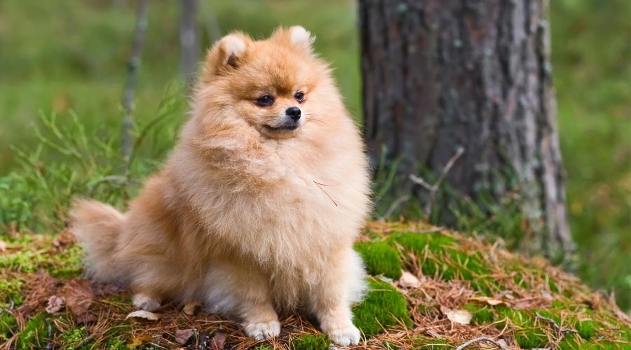Pomeranian in the forest