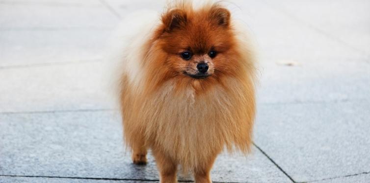 Pomeranian standing in street