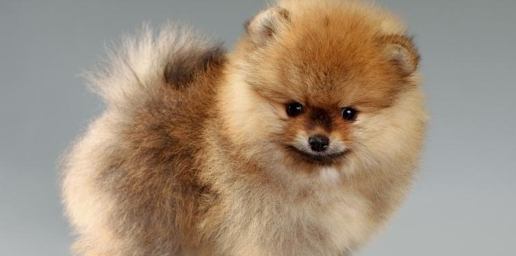Puppy Pomeranian with grey background