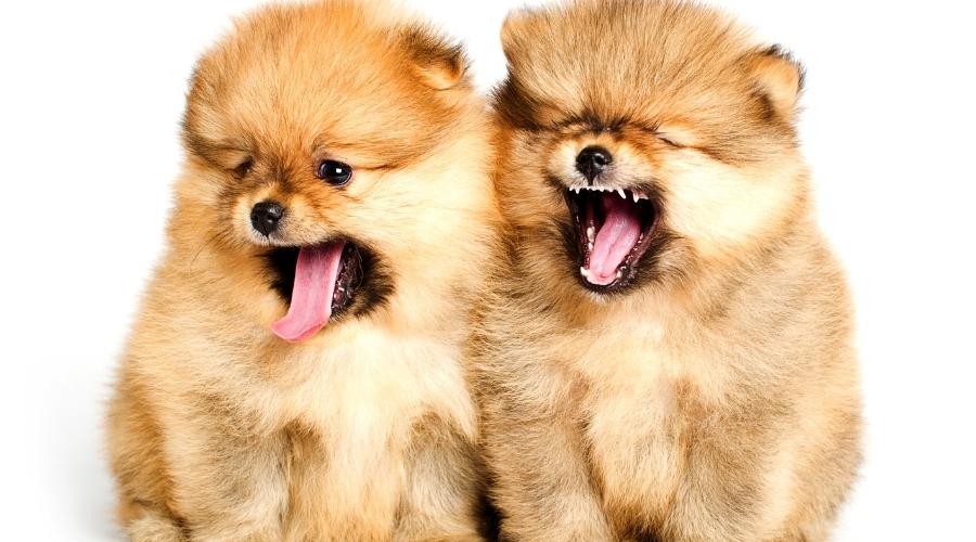 Two Pomeranian puppies