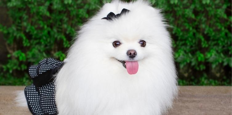 White Pomeranian puppy with bow