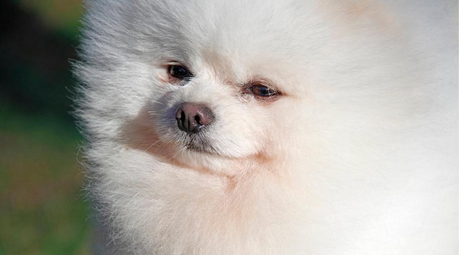 White Pomeranian sounds like choking