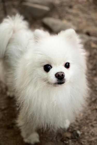 White Pomeranian staring up