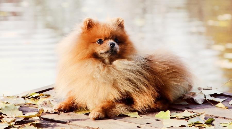 Caramel Pomeranian on a dock