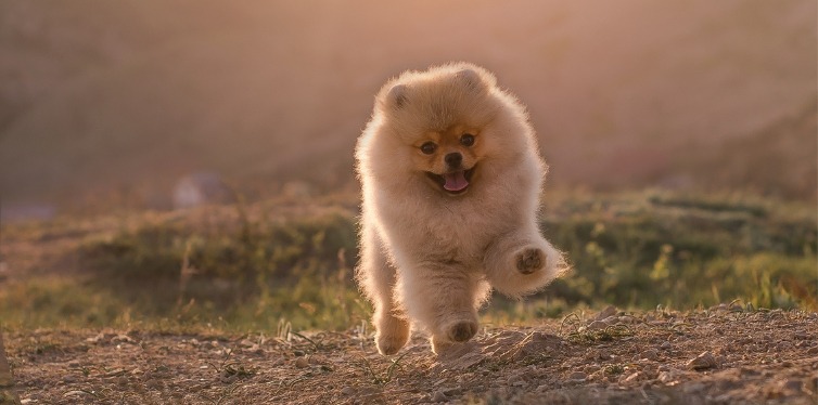 How to put a harness on a Pomeranian