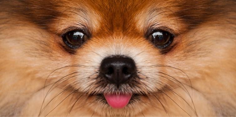 Pomeranian face closeup