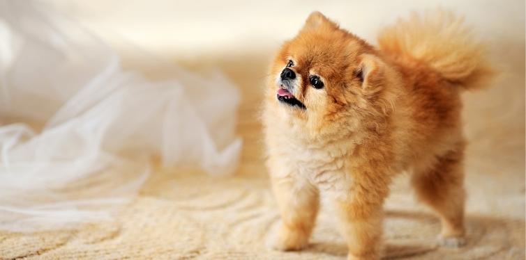 Pomeranian puppy looking up