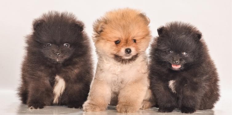 Three Pomeranian puppies