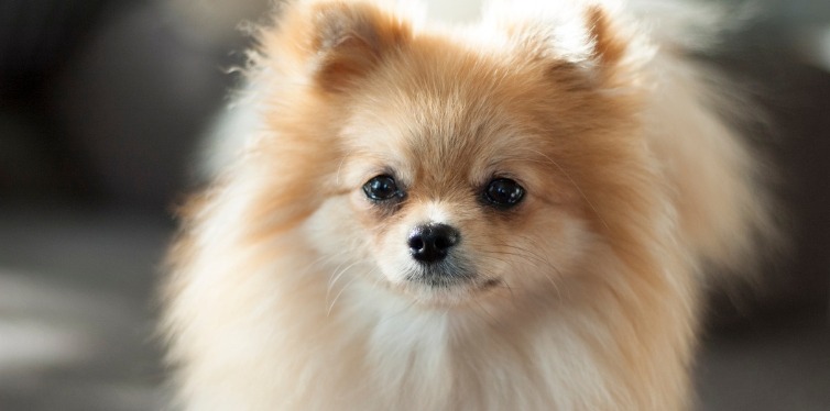 White Pomeranian staring straight