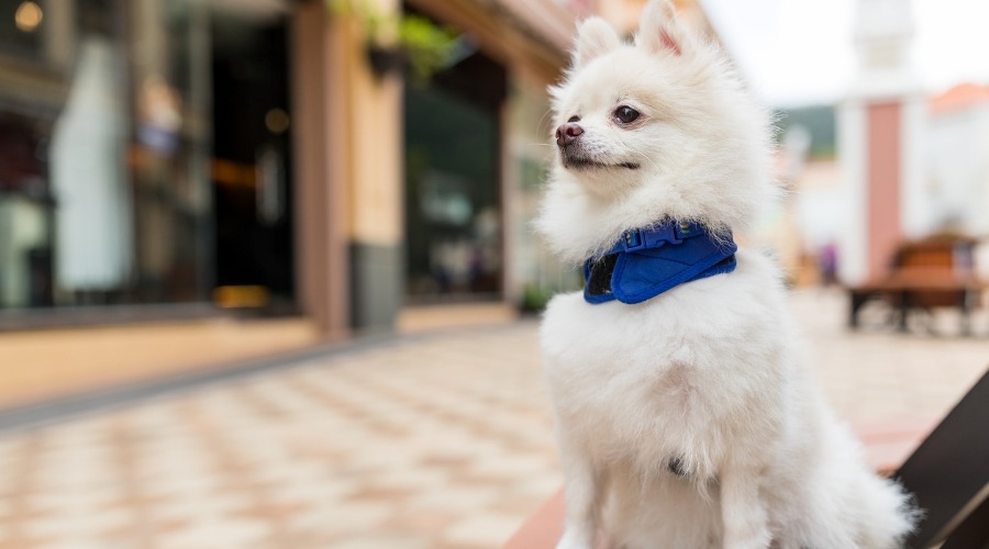 White Pomeranian with dog harness