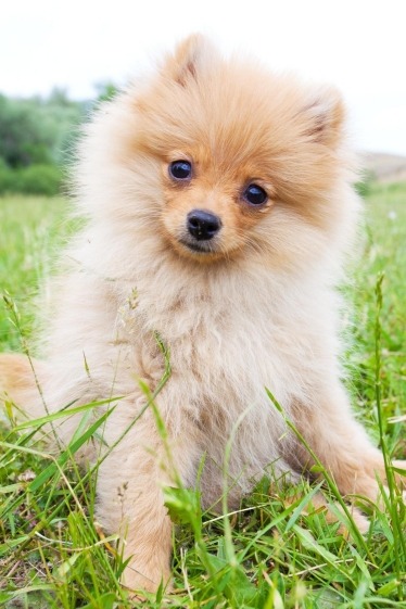 Why is my dog having trouble breathing all of a sudden