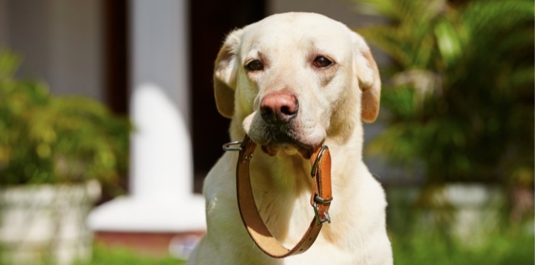 Harnesses vs collars